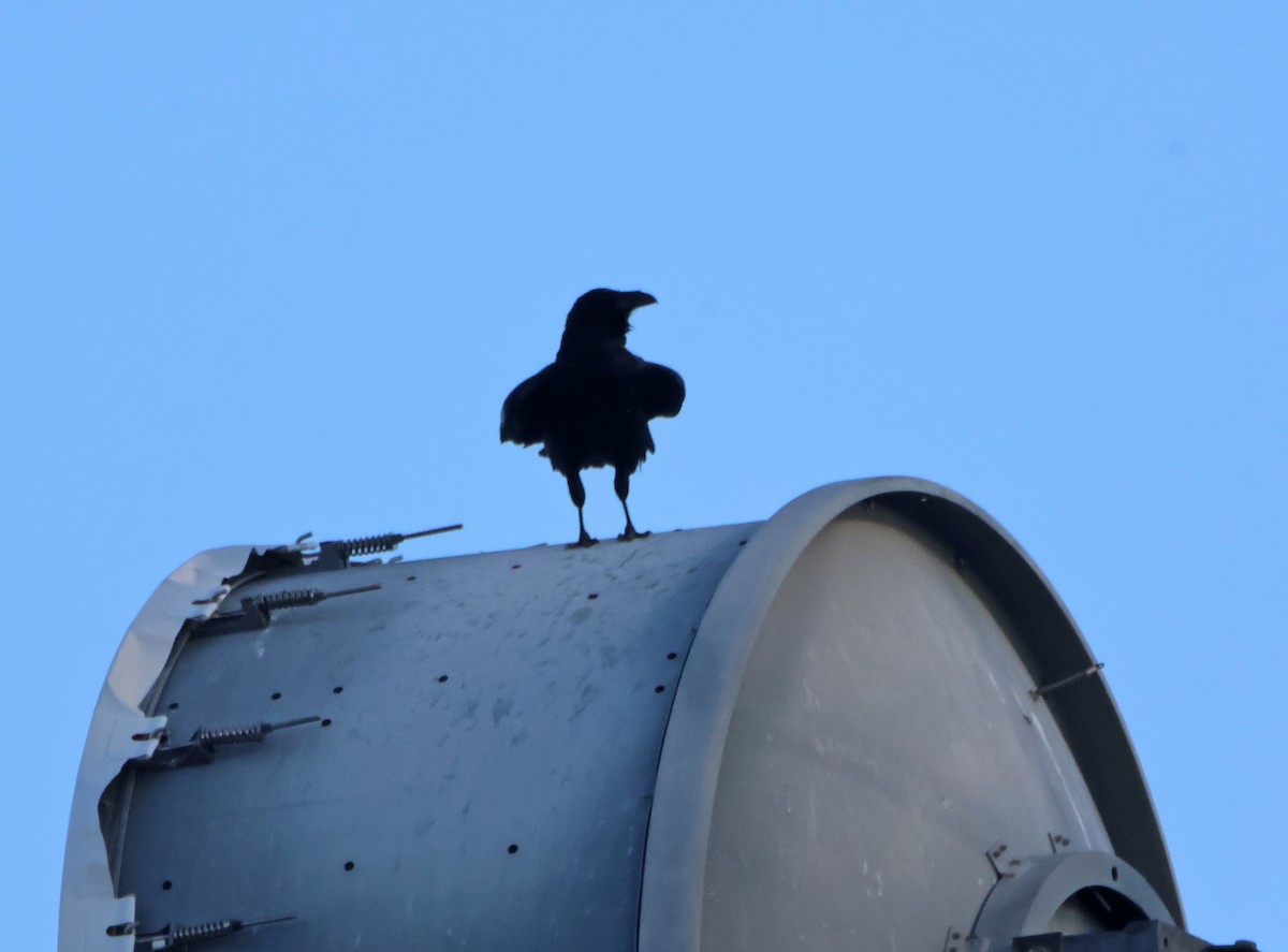 Kolkrabe - ML647830182