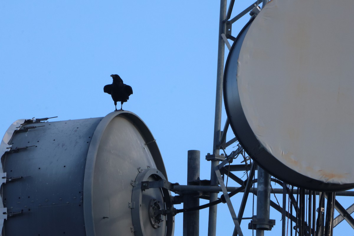 Kolkrabe - ML647830198