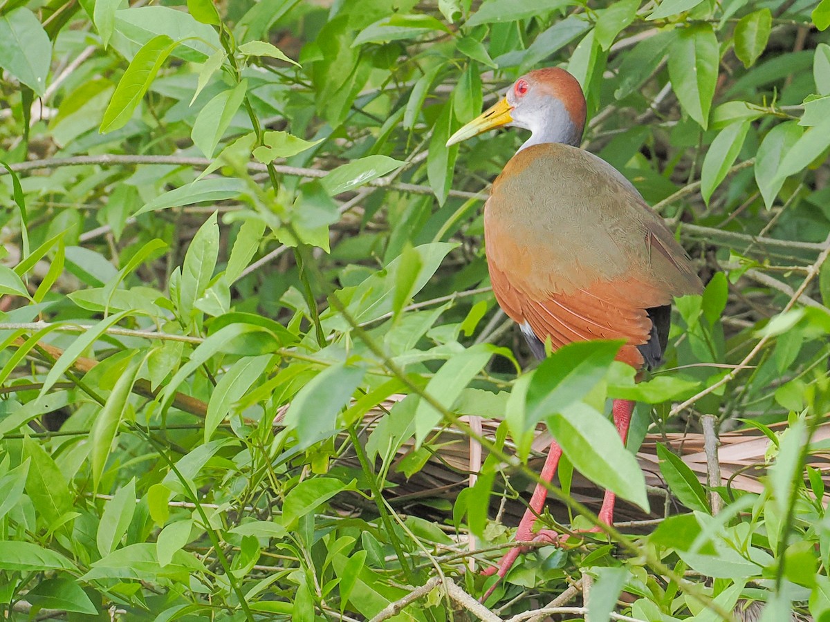 Russet-naped Wood-Rail - ML647830199