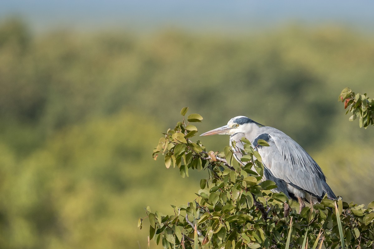 Garza Real - ML647830200