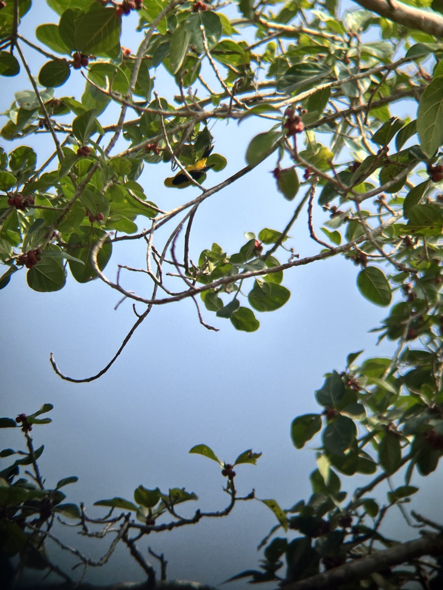 Loriot indien - ML647830214