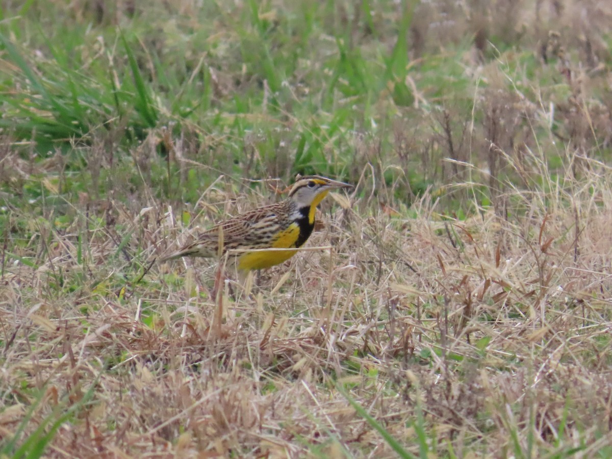 Pradero Oriental - ML647830255