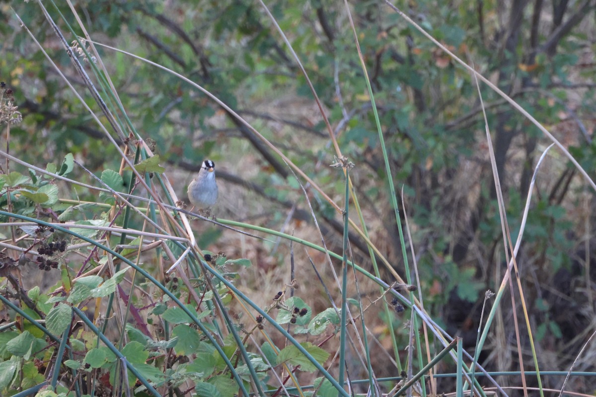 Chingolo Coroniblanco - ML647830256