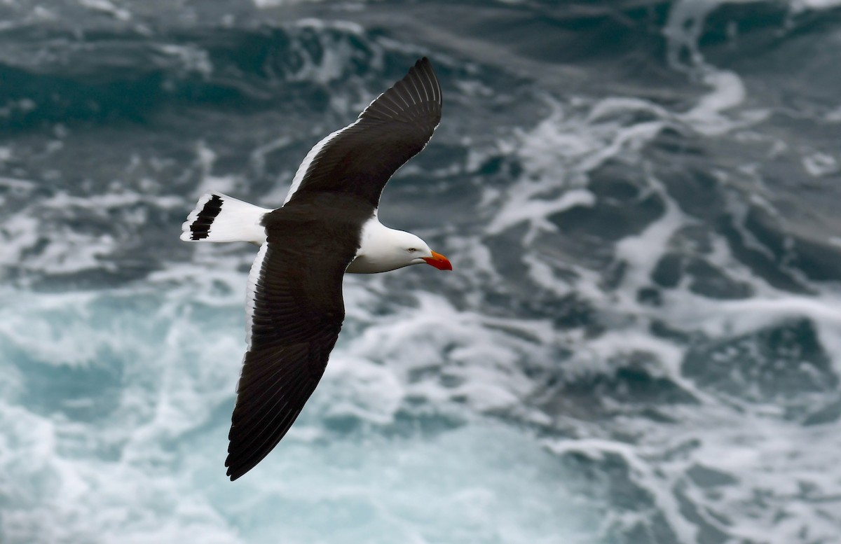 Gaviota de Tasmania - ML647830258