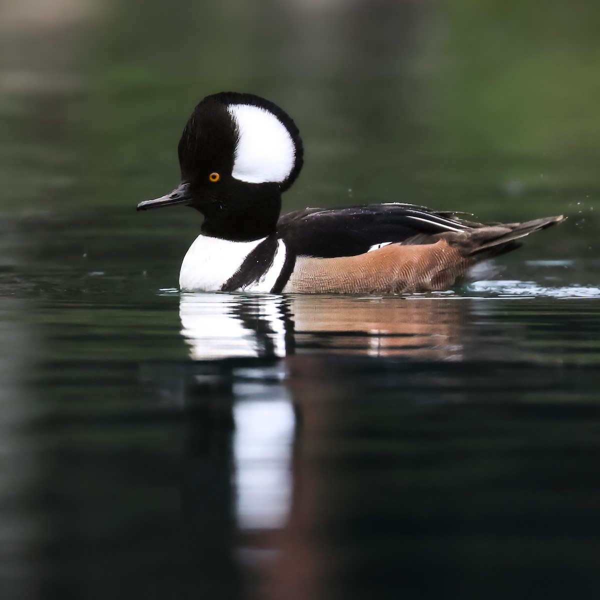 Serreta Capuchona - ML647830260