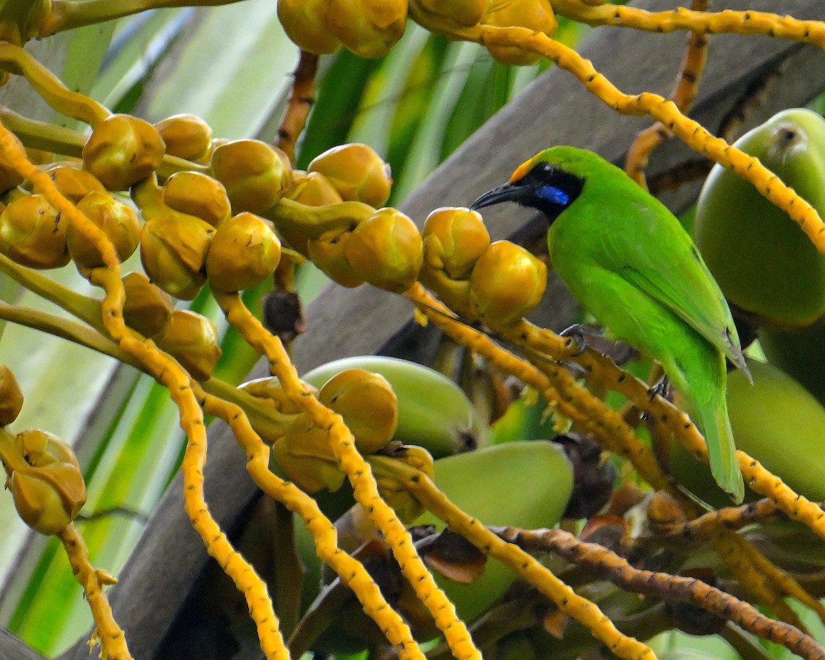 Golden-fronted Leafbird - ML647830261