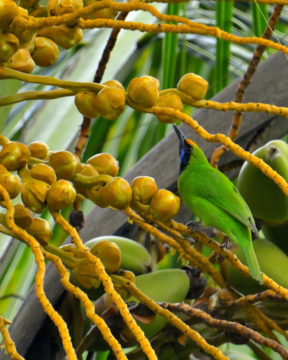 Golden-fronted Leafbird - ML647830262