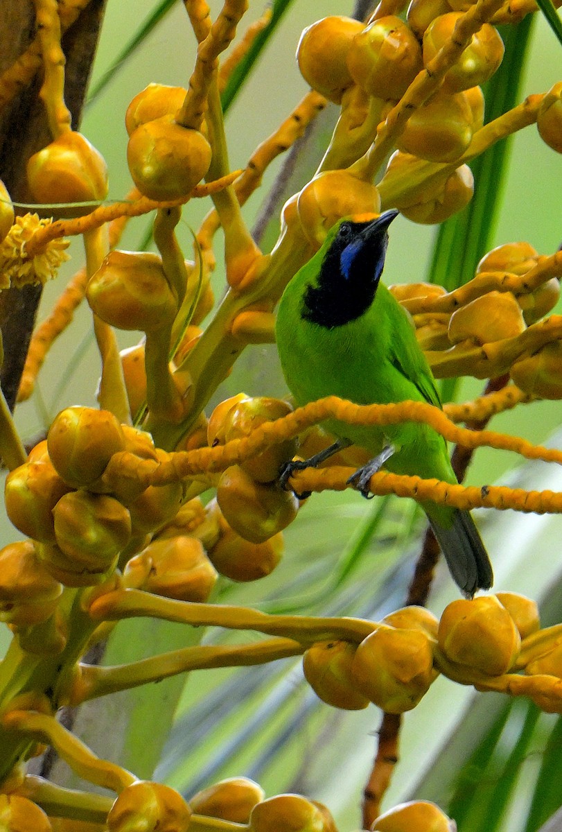 Golden-fronted Leafbird - ML647830263