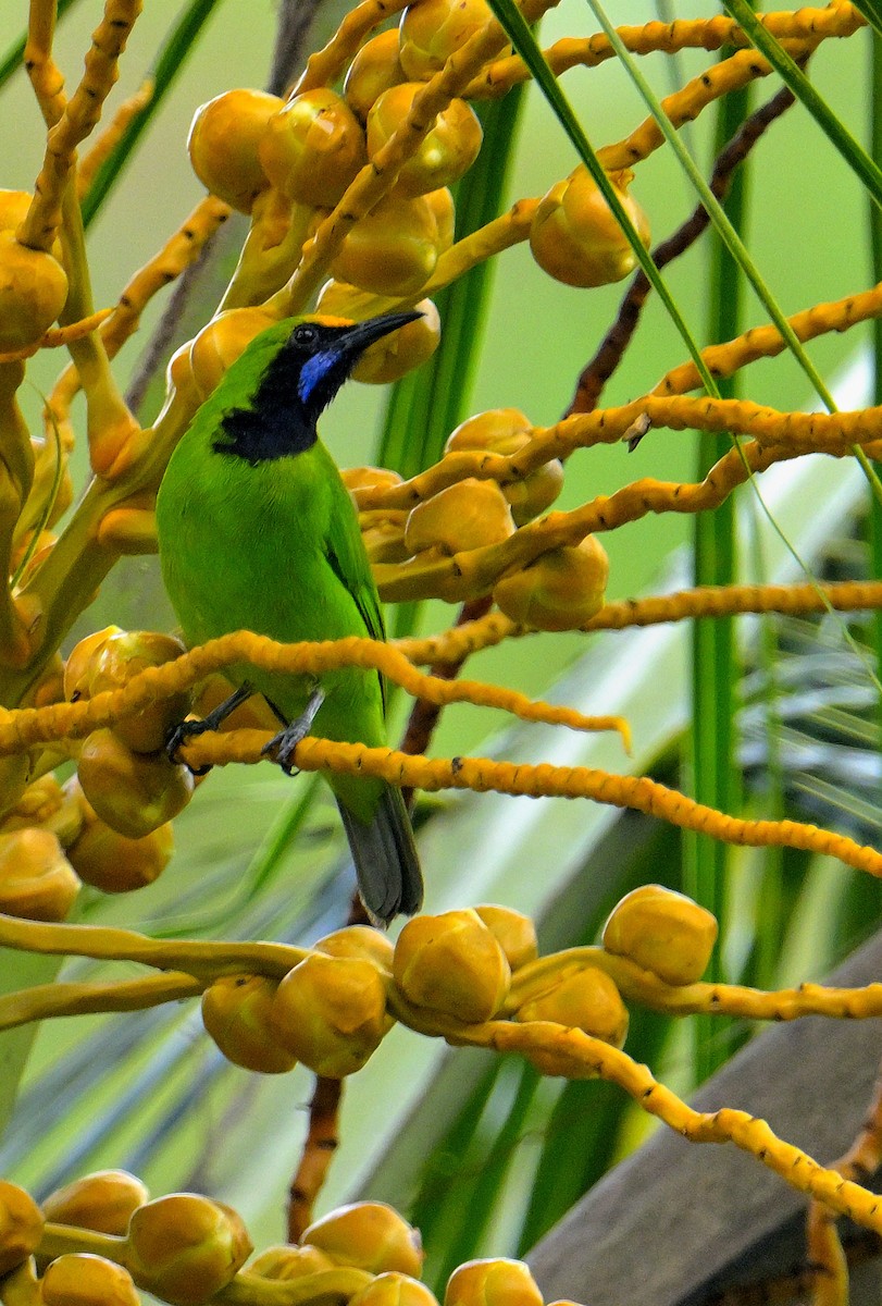 Golden-fronted Leafbird - ML647830264