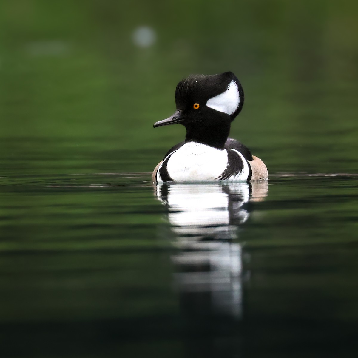 Serreta Capuchona - ML647830266