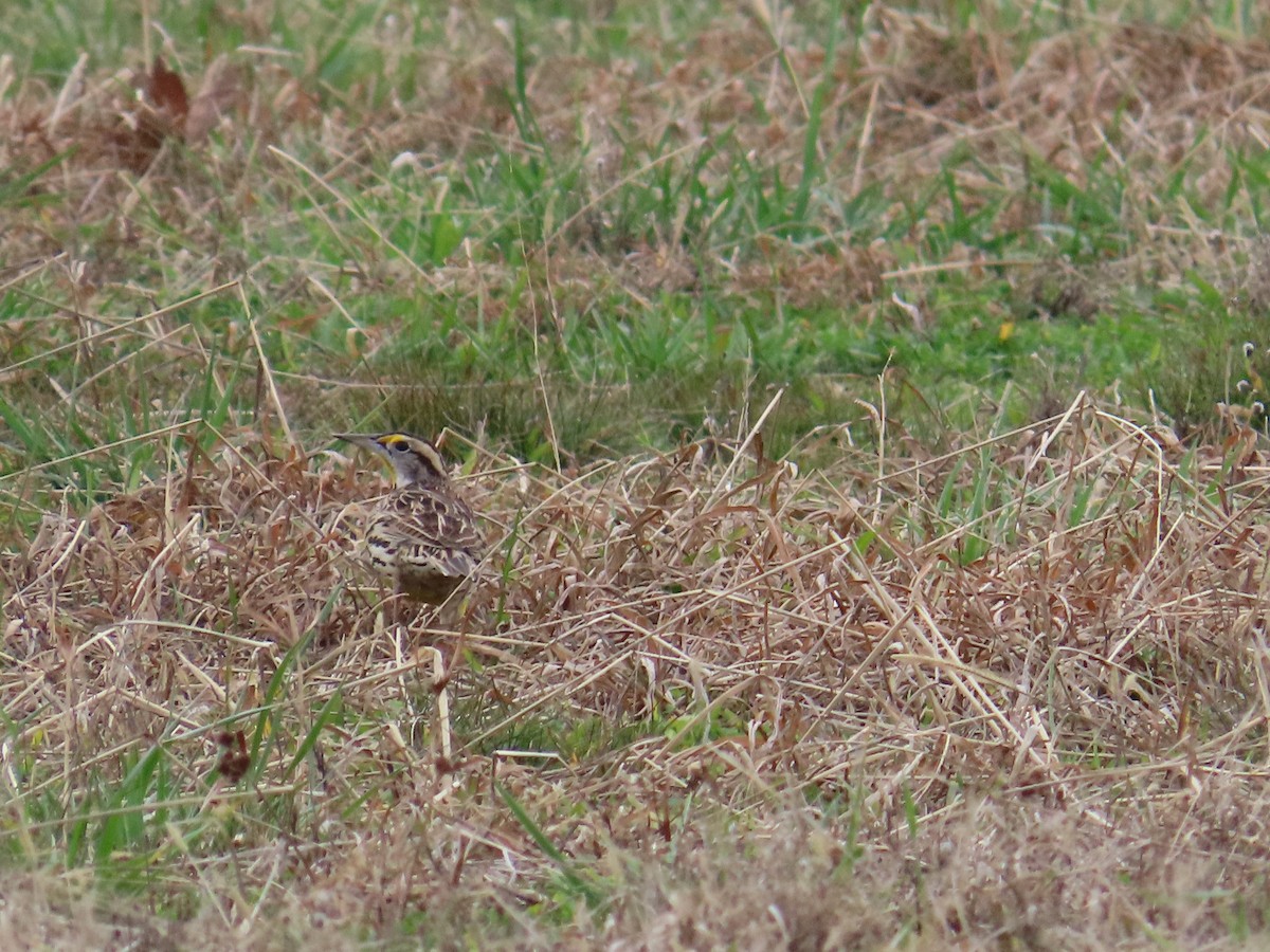 Pradero Oriental - ML647830267