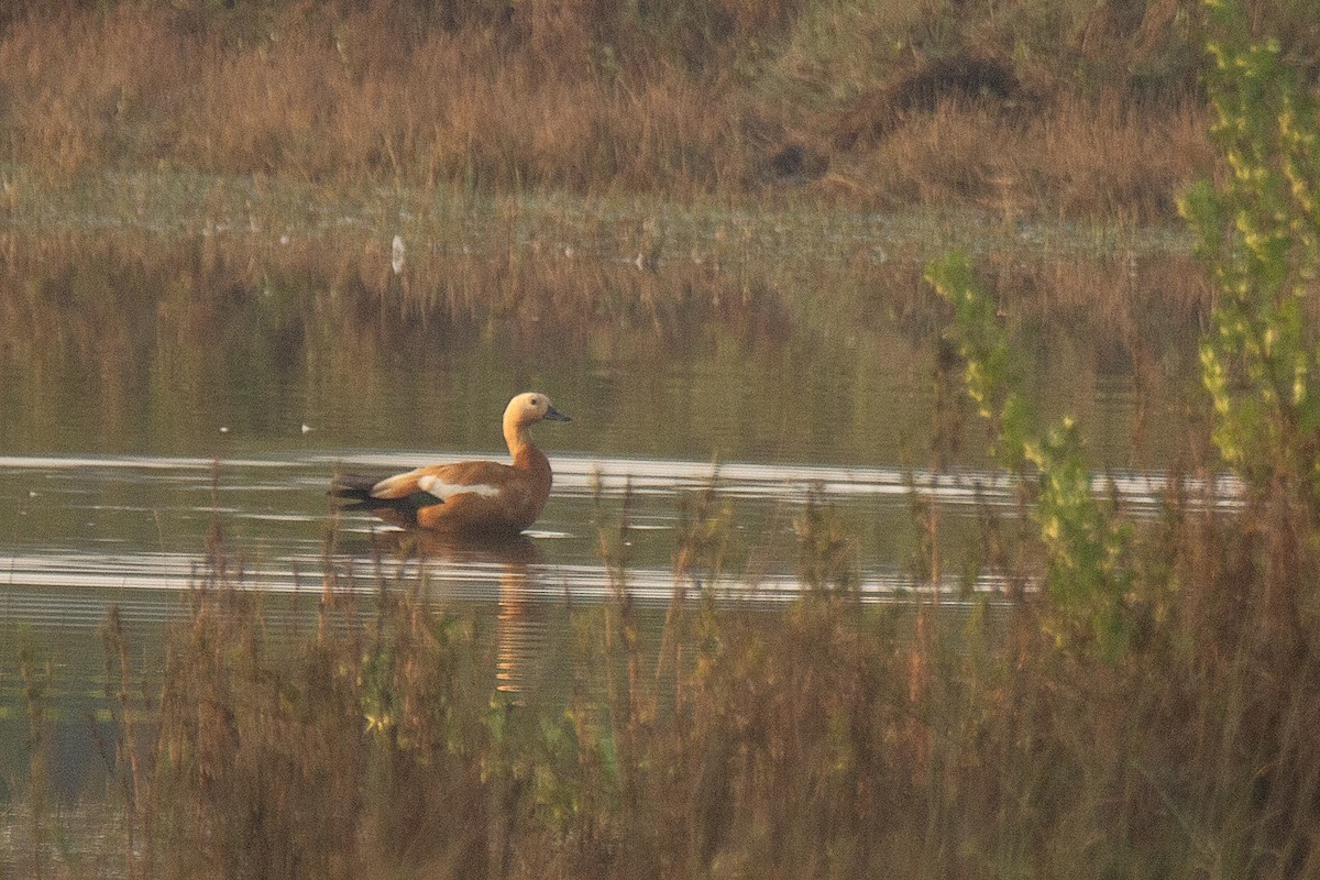 Tarro Canelo - ML647830268
