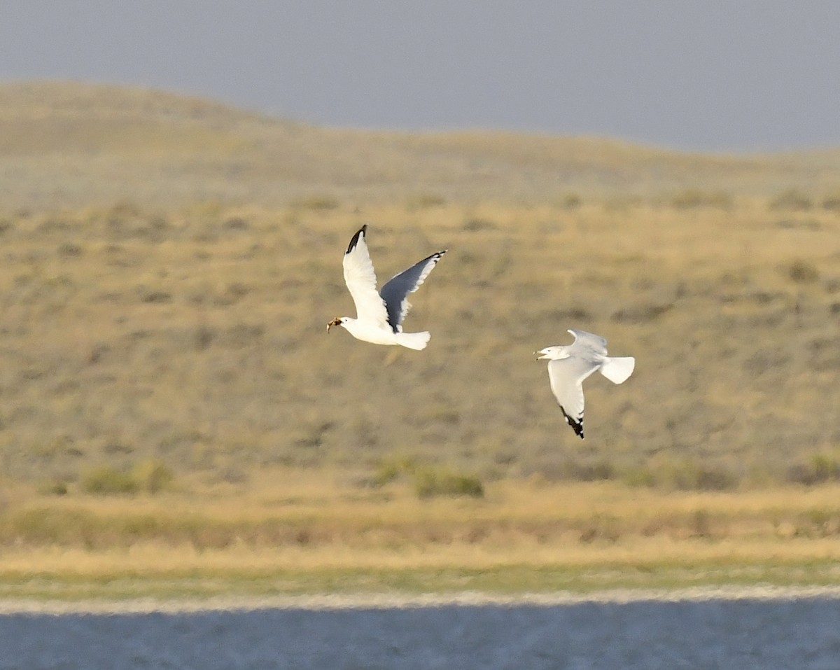Gaviota de Delaware - ML647830270