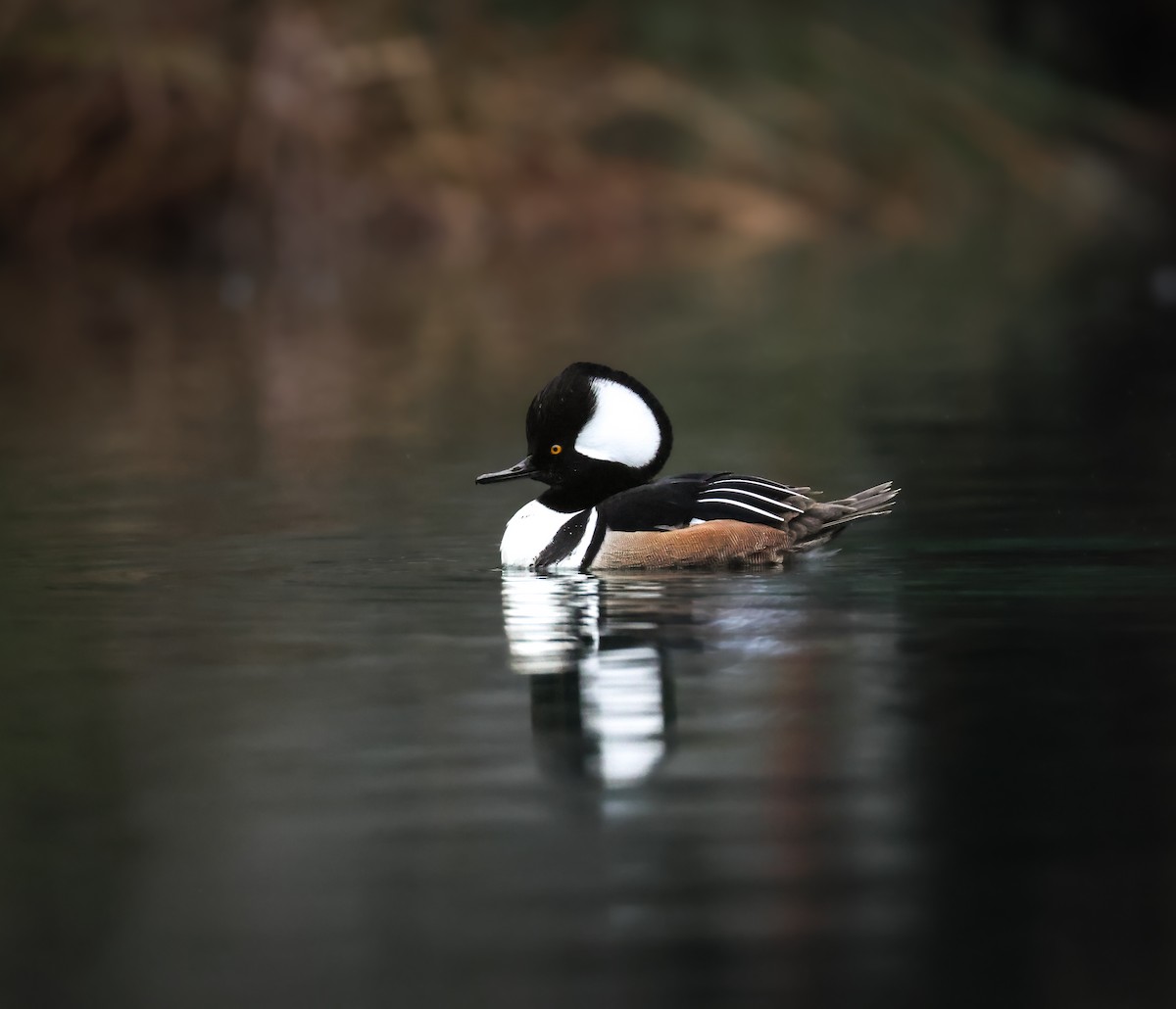 Serreta Capuchona - ML647830272