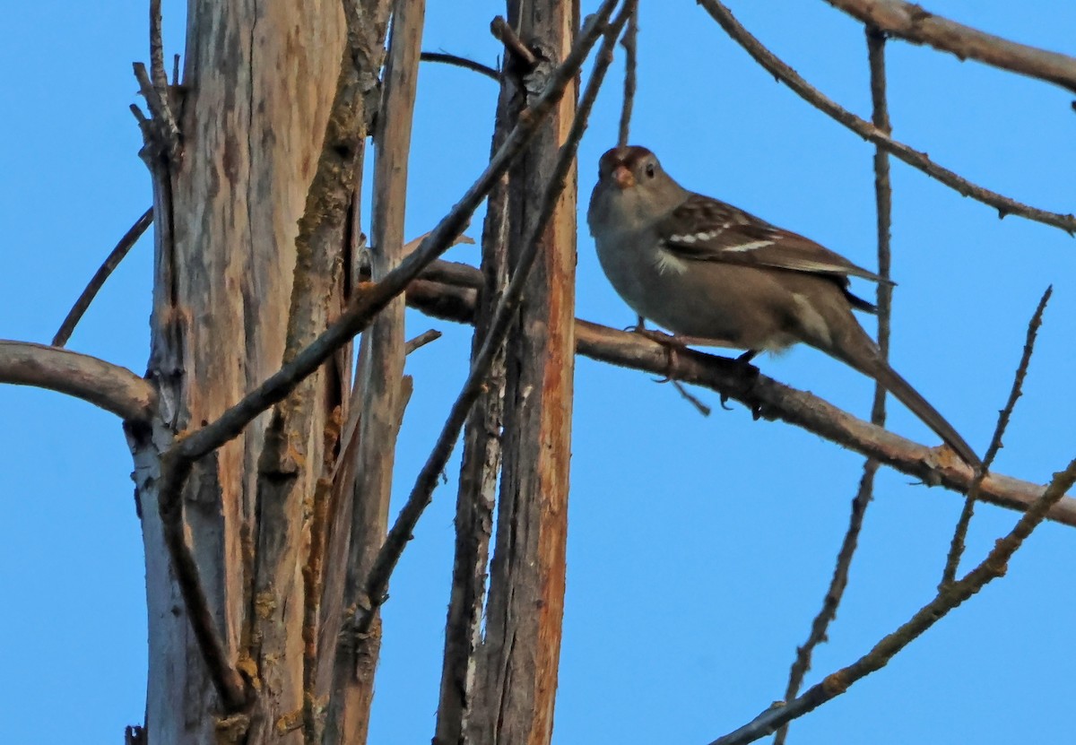 Chingolo Coroniblanco - ML647830273