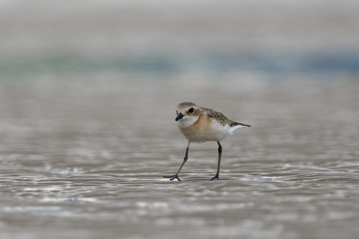 Chorlitejo Tibetano - ML647830274