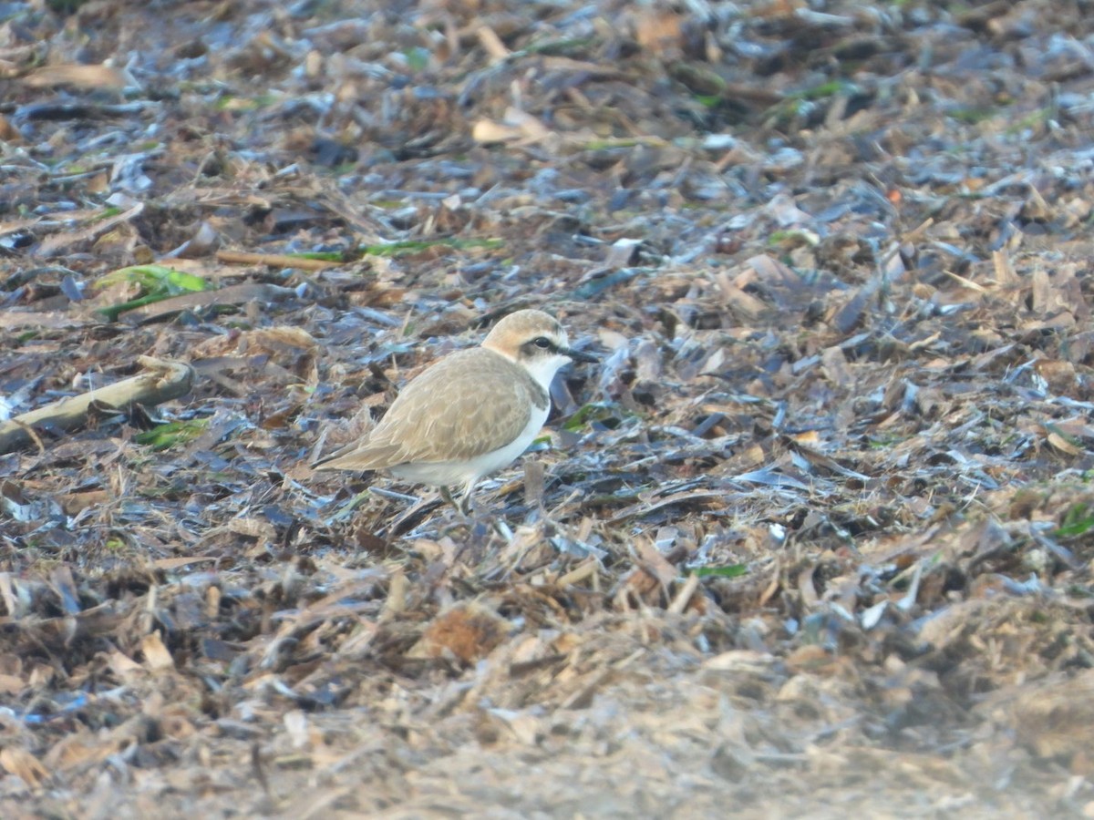 Chorlitejo Patinegro - ML647830276