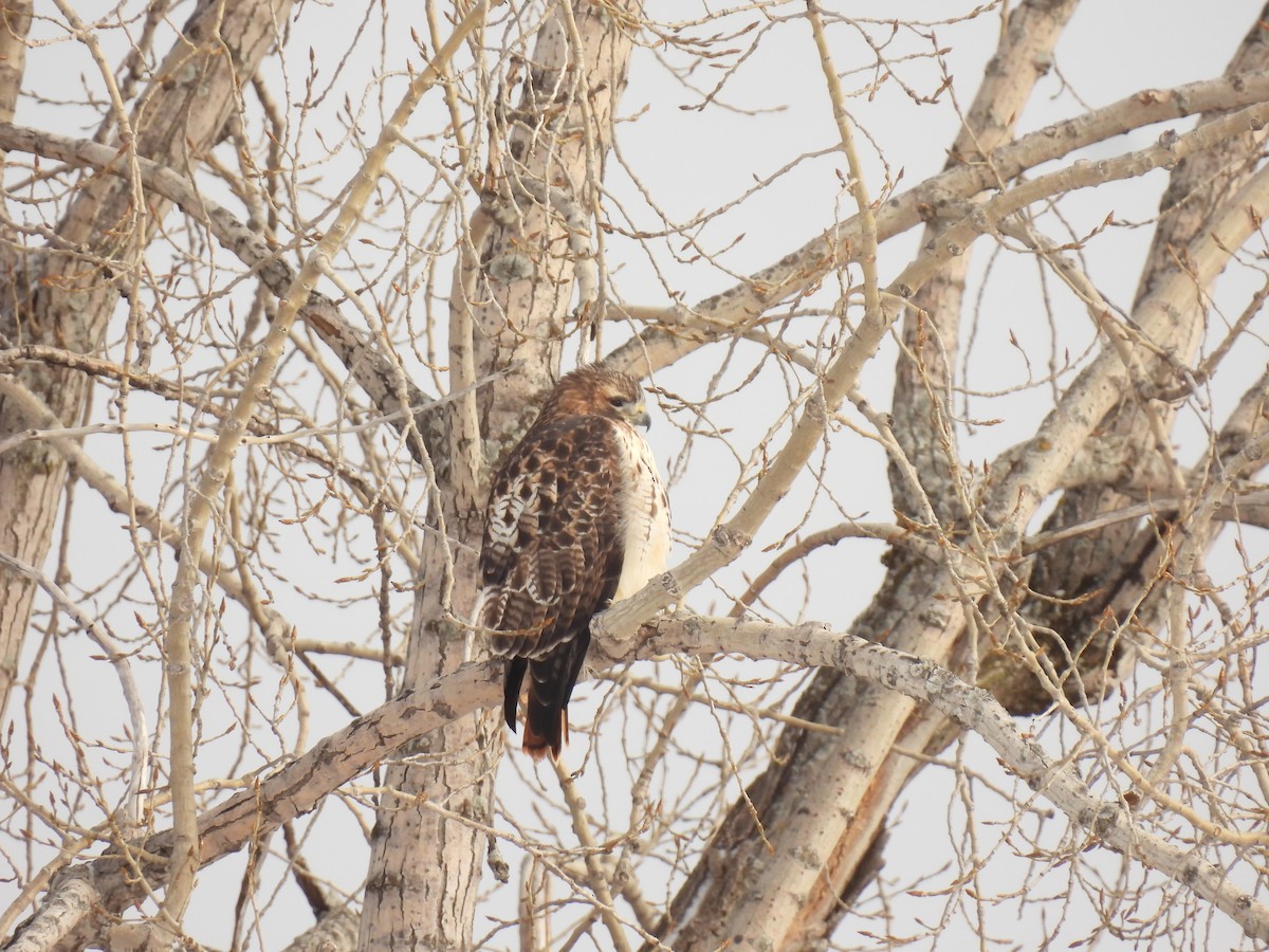 Busardo Colirrojo - ML647830281