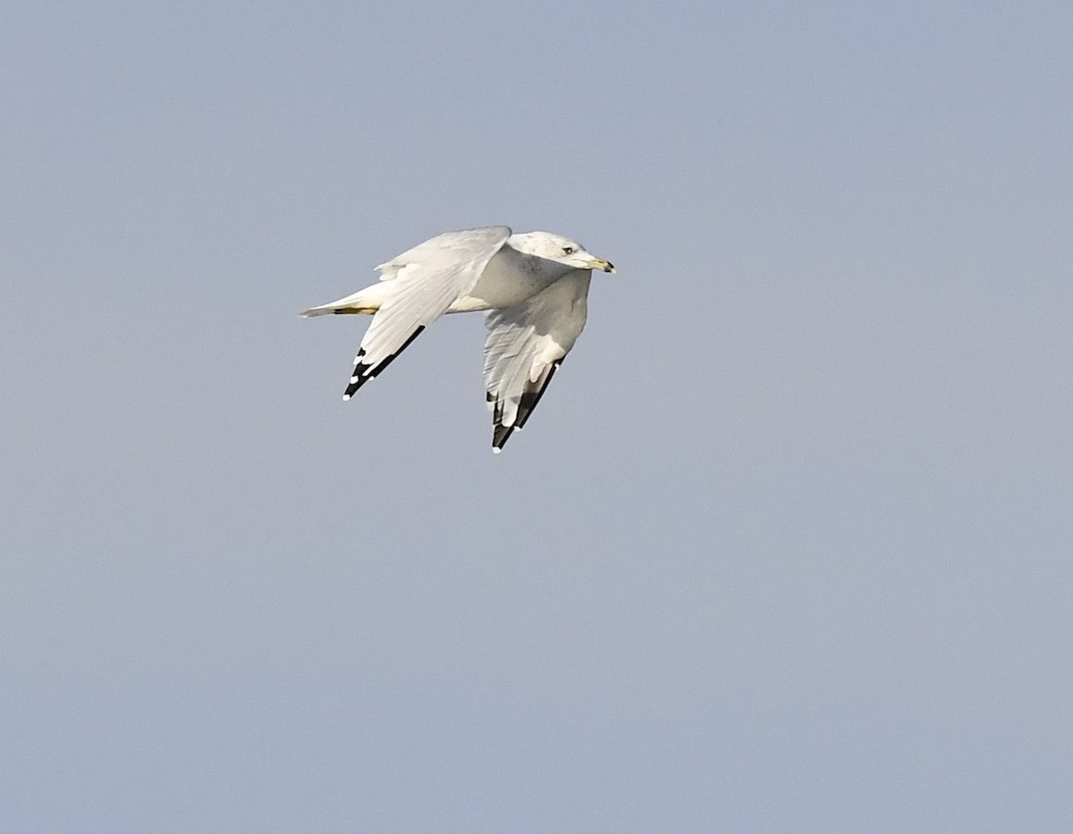 Gaviota de Delaware - ML647830282