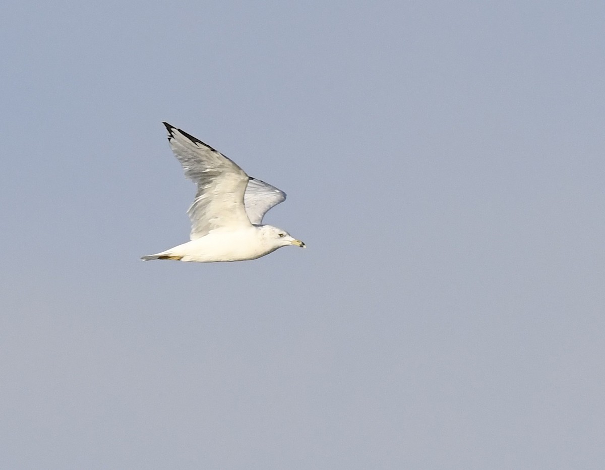 Gaviota de Delaware - ML647830284