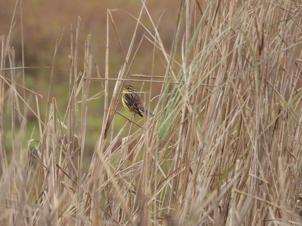 Вівсянка лучна - ML647830285