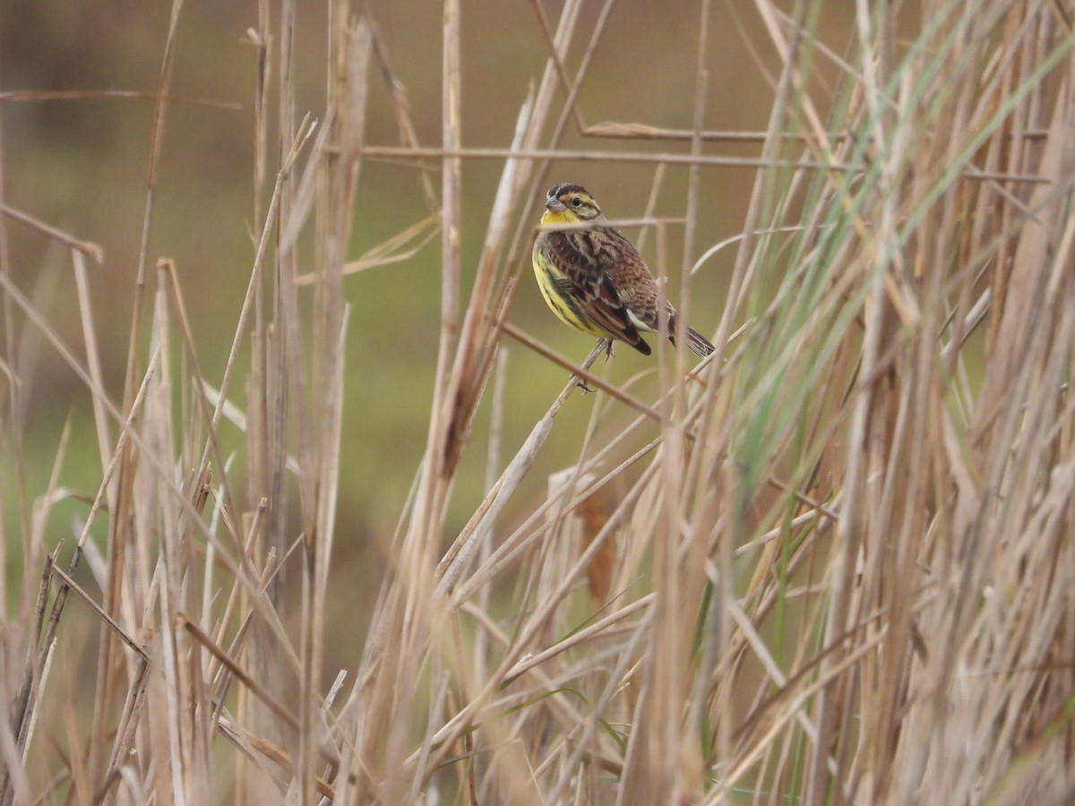 Вівсянка лучна - ML647830286