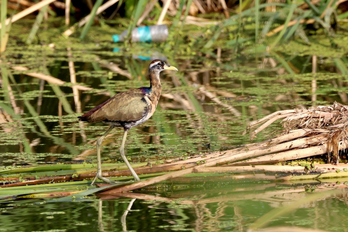 Jacana Bronceada - ML647830288