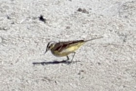 Lavandera Boyera - ML647830290