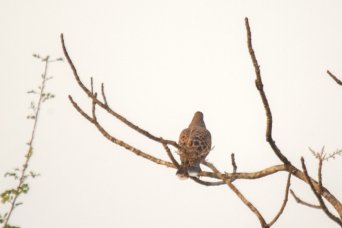 Tórtola Oriental - ML647830292