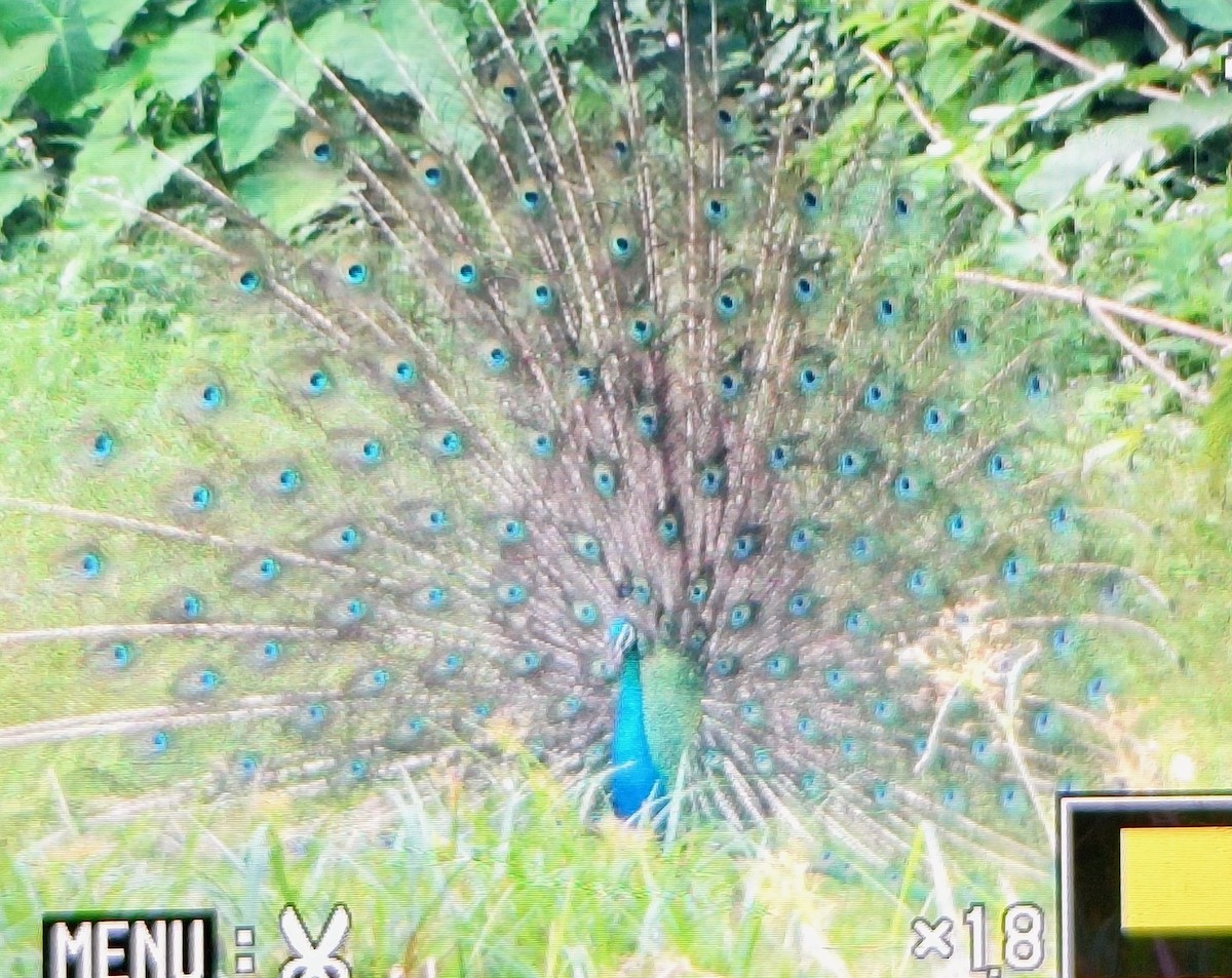 Pavo Real Común - ML647830293