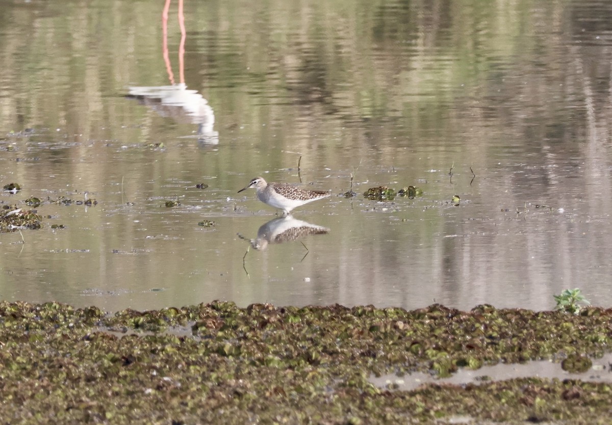 vodouš bahenní - ML647830298