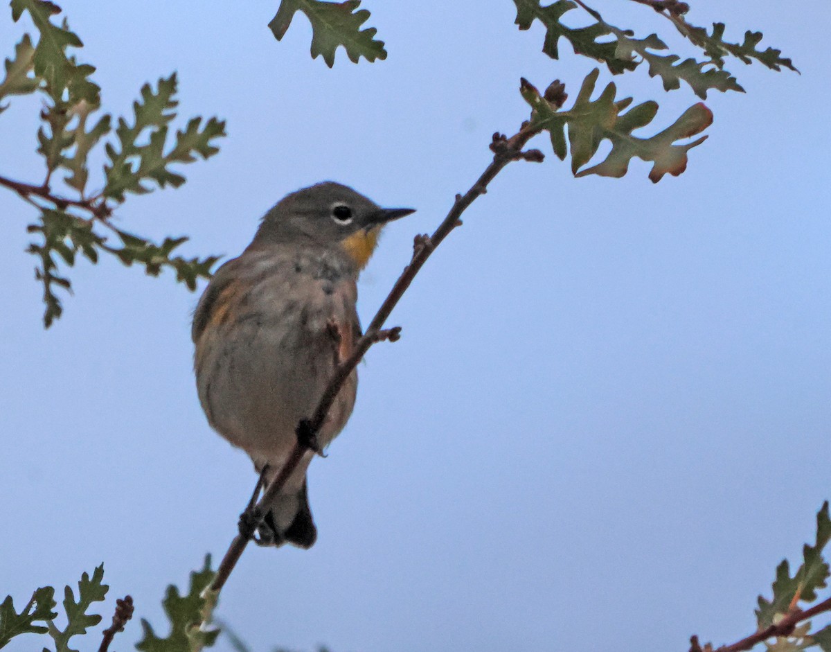 Reinita Coronada - ML647830299