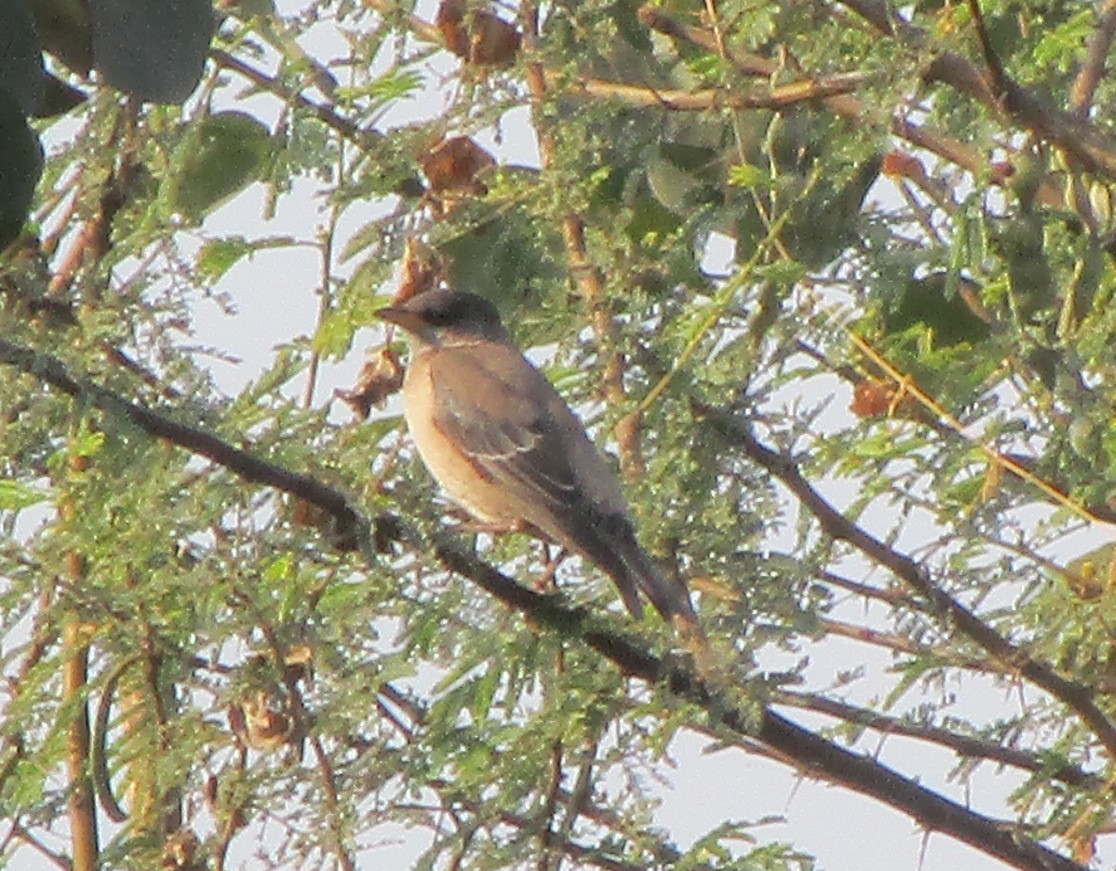 Rosy Starling - ML647830313