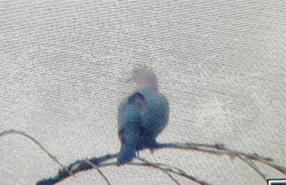 Green Imperial-Pigeon - ML647830315