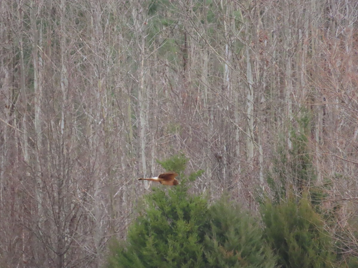 moták severoamerický - ML647830316