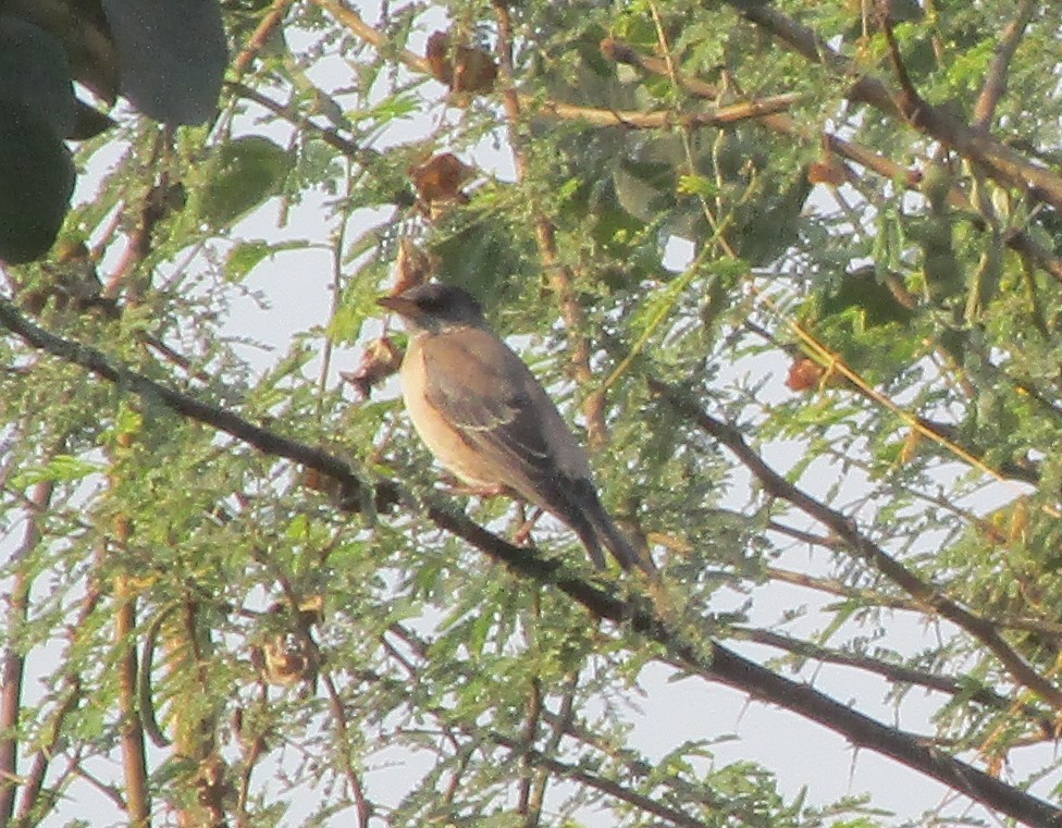 Rosy Starling - ML647830325