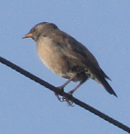 Rosy Starling - ML647830343