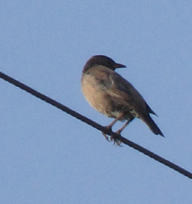 Rosy Starling - ML647830350