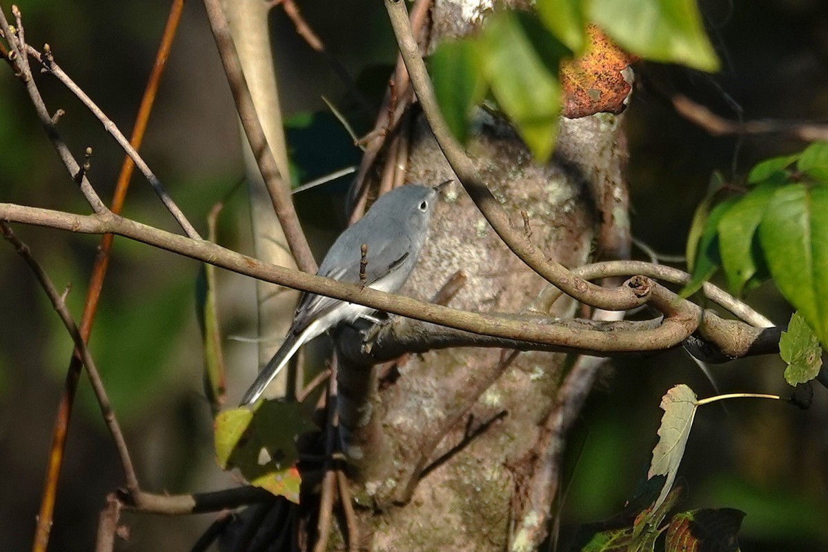 ブユムシクイ - ML647830351