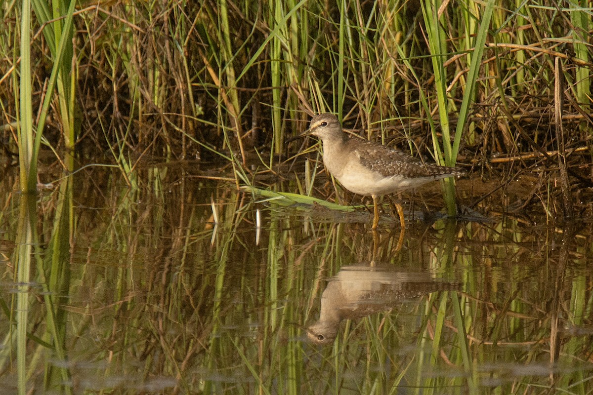 vodouš bahenní - ML647830361