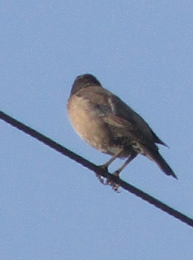 Rosy Starling - ML647830363