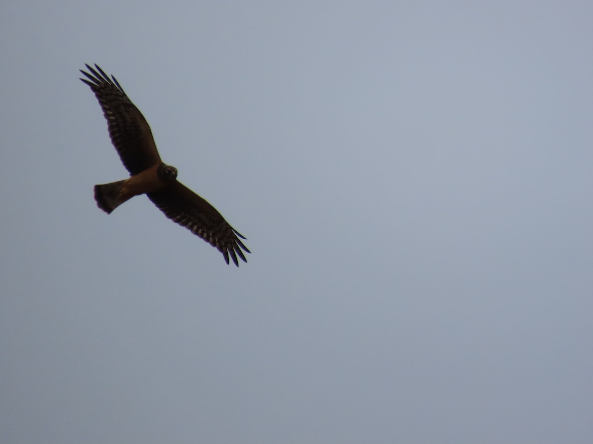 moták severoamerický - ML647830368