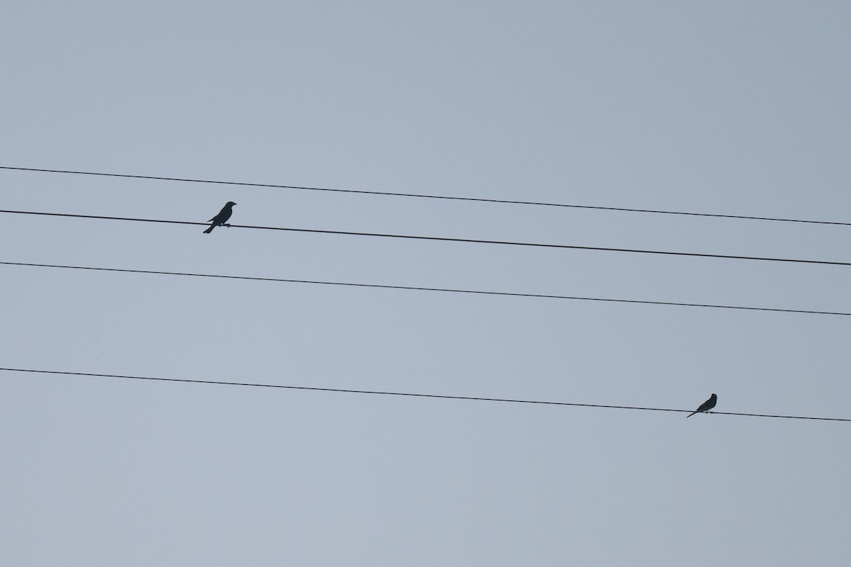 Коровий трупиал, буроголовый желтушник - ML647830371