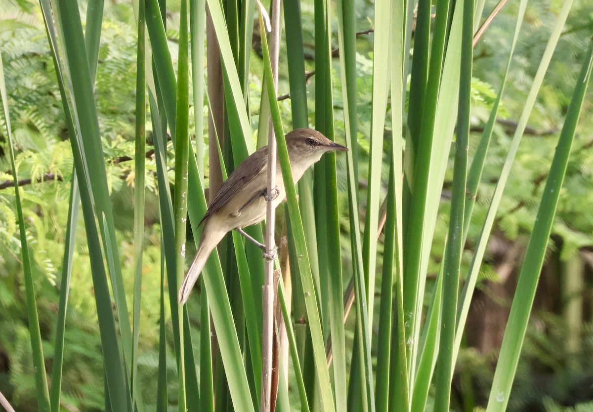 קנית אפריקנית - ML647830372