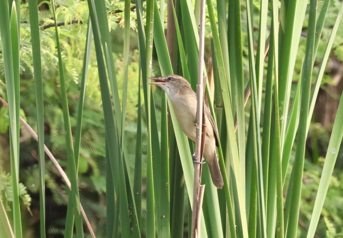 קנית אפריקנית - ML647830373