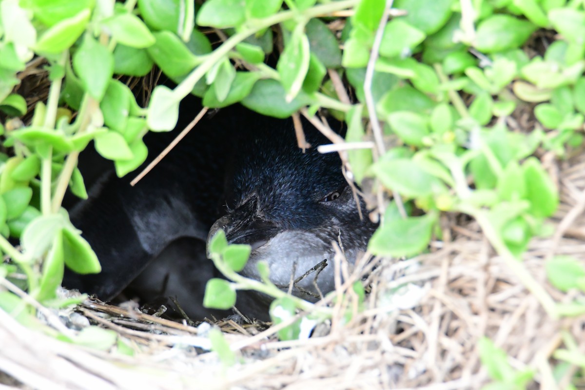 Little Penguin - ML647830389