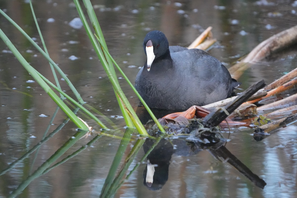 אגמית אמריקנית - ML647830392