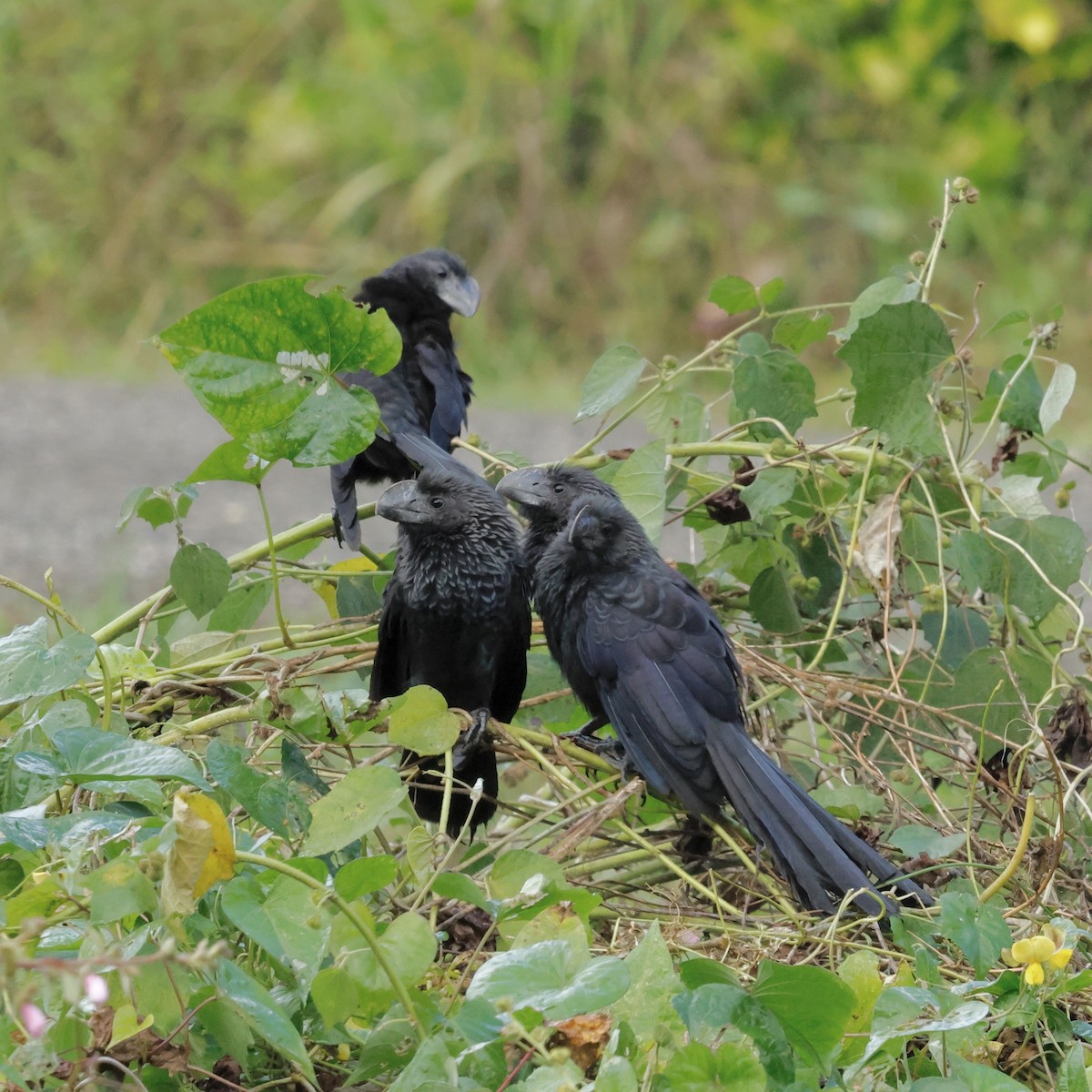 Ані товстодзьобий - ML647830409