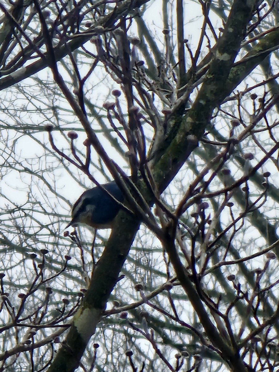 Red-breasted Nuthatch - ML647830422