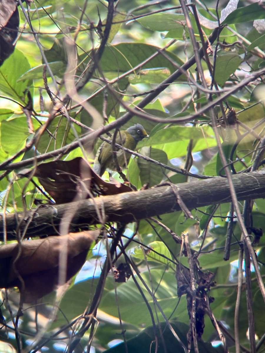 Gray-headed Bulbul - ML647830441